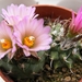 turbinicarpers  miquinana.                                       
