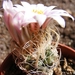 turbinicarpers  pseudomachrochele . v . alenae