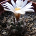 turbinicarpers  sp. nigrita