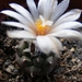 turbinicarpers  sp. nigrita.                             2