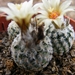 turbinicarpers. dickisoniae   tcg 14001  ( el olmo nl ).         