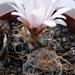 turbinicarpers. pseudomacrochele         ( ixmiquipan )