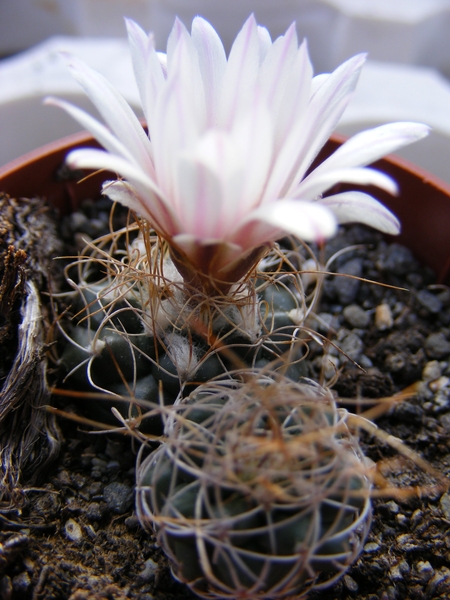 turbinicarpers. pseudomacrochele         ( ixmiquipan )