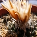 turbinicarpers. rioverdense . v . roseiflorus.                   