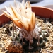turbinicarpers. rioverdensis . v . roseiflorus