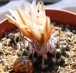 turbinicarpers. rioverdensis . v . roseiflorus