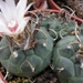 turbinicarpers.longispinus  bonatz.  2