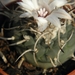 turbinicarpers  longispinus  bonatz  494   ( unicipio gualdakazar