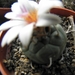 turbinicarpers  polaskii    ( la bonita slp )