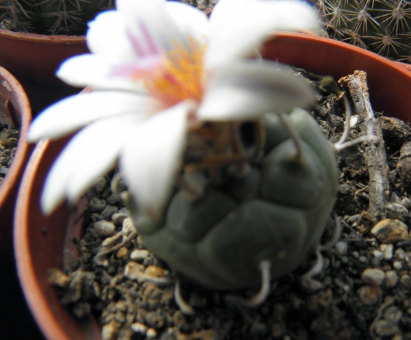 turbinicarpers  polaskii    ( la bonita slp )