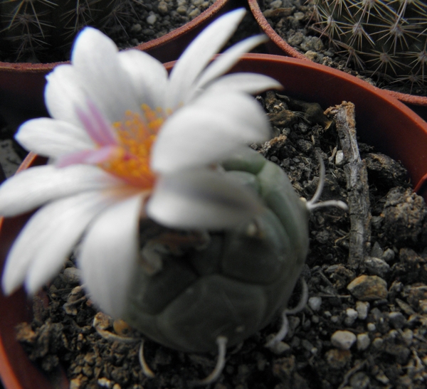 turbinicarpers  polaskii    ( la bonita slp ).                   