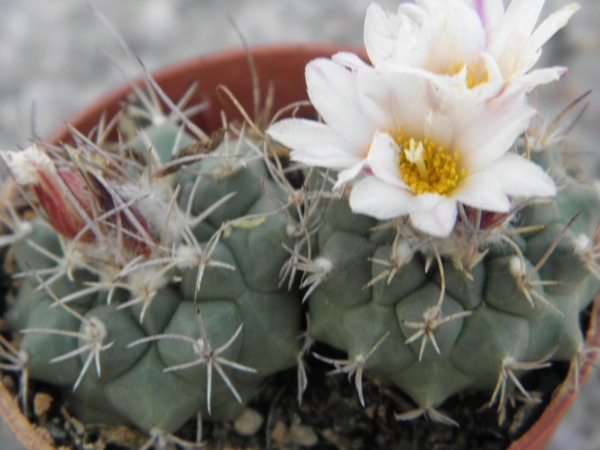 turbinicarpers    lophophorioides     l 724    ( las tablas )