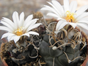 turbinicarpers   macrothele  .v. frailensis   ( san jose )