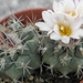 turbinicarpers    lophophorioides     l 724    ( las tablas )
