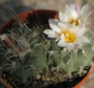 turbinicarpers    lophophorioides     l 724    ( las tablas ).   
