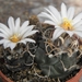 turbinicarpers   macrothele  .v. frailensis   ( san jose ).      