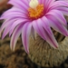 turbinicarpers   pseudopectina       stn 270