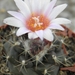turbinicarpers  laui   ( bustamate  )