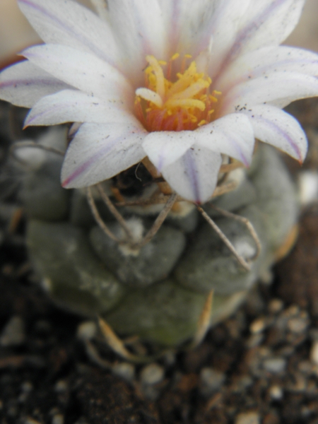 turbinicarpers  macrothele    ( west of bonita )