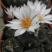 turbinicarpers  pailanus   lau 1035                              