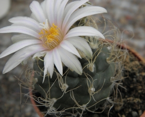 turbinicarpers  pseudomacrothele  .v. alenas   ( vista hermosa   