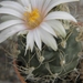 turbinicarpers  pseudomacrothele  .v. alenas   ( vista hermosa   