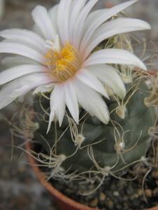 turbinicarpers  pseudomacrothele  .v. alenas   ( vista hermosa   