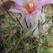 turbinicarpers  roseiflorus   ( saint pie )