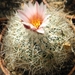 turbinicarpers  roseiflorus   ( saint pie )                      