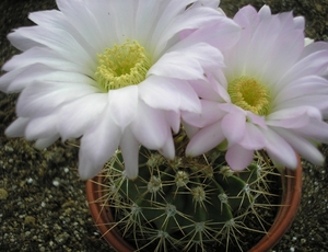 acanthocalycium  .viotaceu