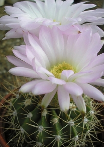 acanthocalycium  .viotaceu.  2