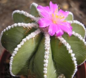 aztekium.hintonii