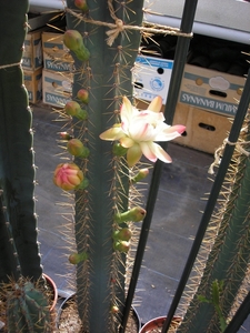 cereus  forbesii