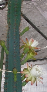 cereus forbesi