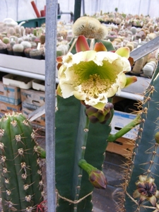 cereus pervianes          4