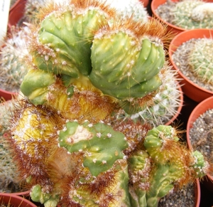 cereus purvianus varigata