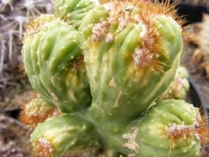 cereus.peurvianus