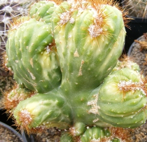 cereus.peurvianus.      2