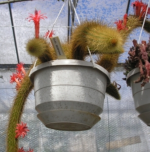 cleistocactus.serpens