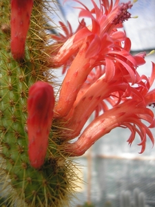 cleistocactus.serpens.   2