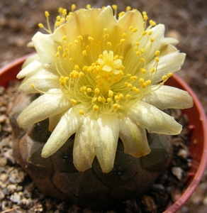 copiapoa  hypogea