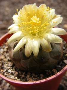 copiapoa  hypogea.                                            2