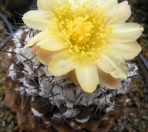 copiapoa . tenuissima