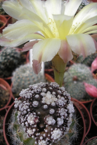 copiapoa .tenuissima  mons