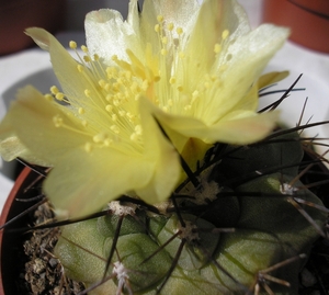 copiapoa.marginata