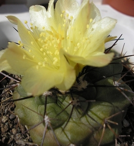 copiapoa.marginata  2