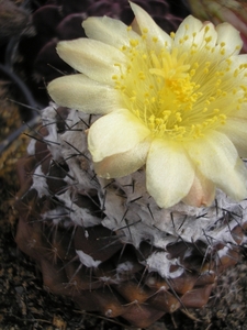 copiapoa.tenuissima