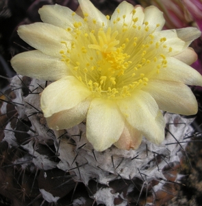 copiapoa.tenuissima.  2