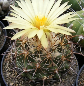 coryphantha    sulcata