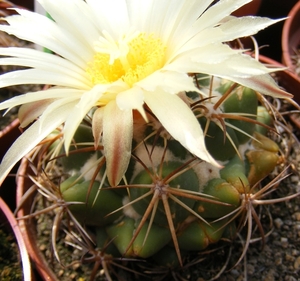 coryphantha  . longicornis